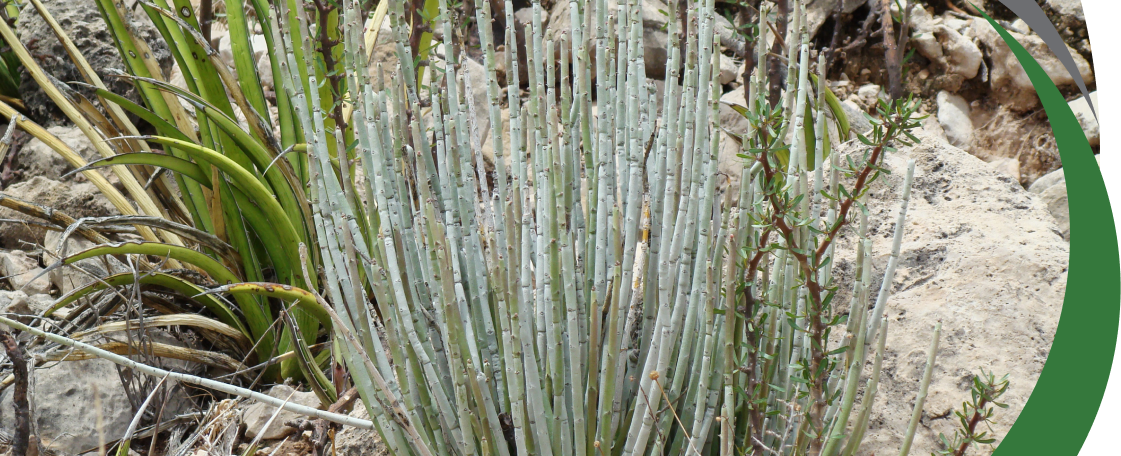 Candelilla Wax - Little Green Workshops